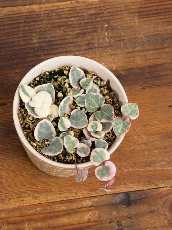 String of Hearts – Variegated