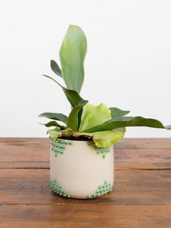 Staghorn Fern