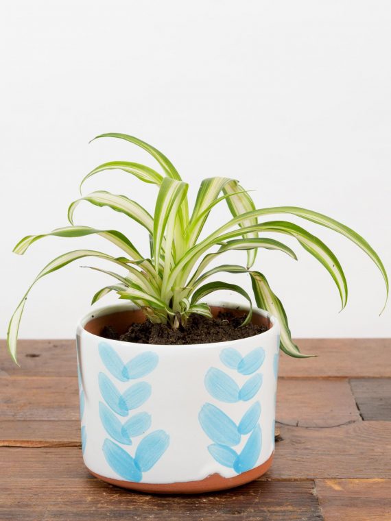 Spider Plant – Variegated