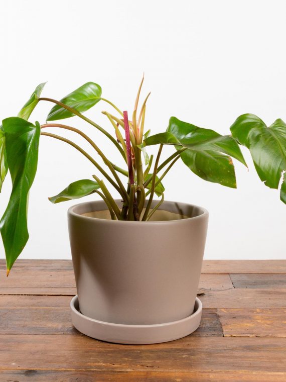 Philodendron ‘Red Congo’