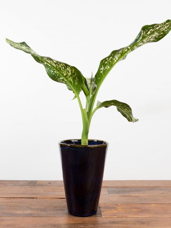 Dieffenbachia ‘Panther’