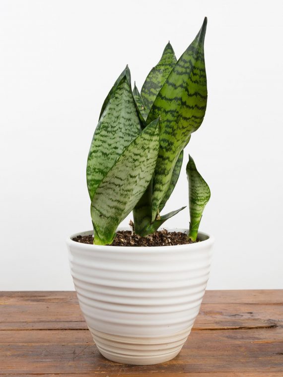 Snake Plant Robusta