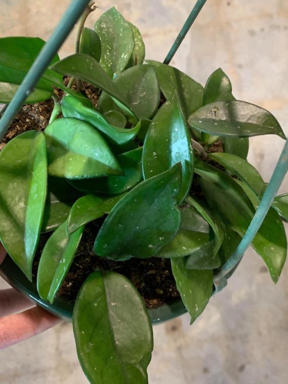 Hoya Wax Flower ‘Speckled’