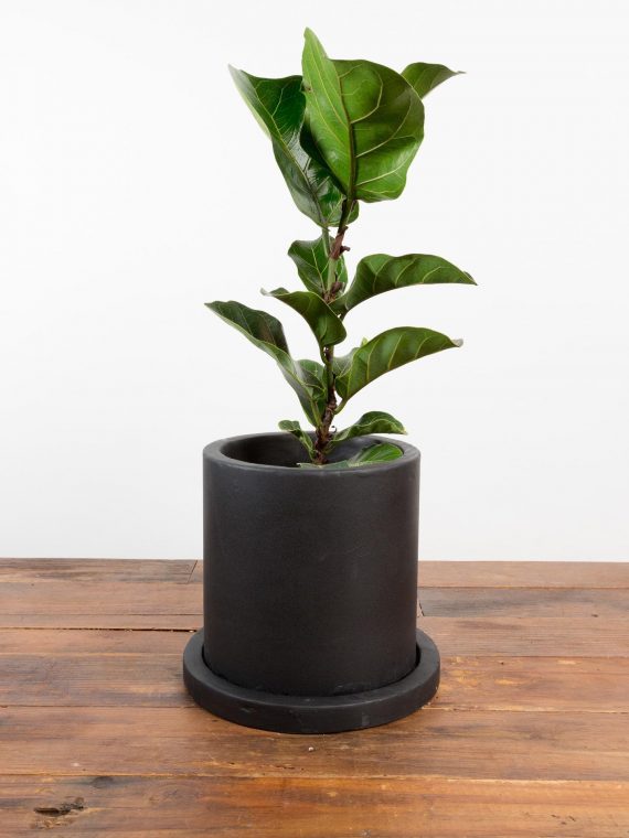 Fiddle Leaf Fig ‘Little Sunshine’