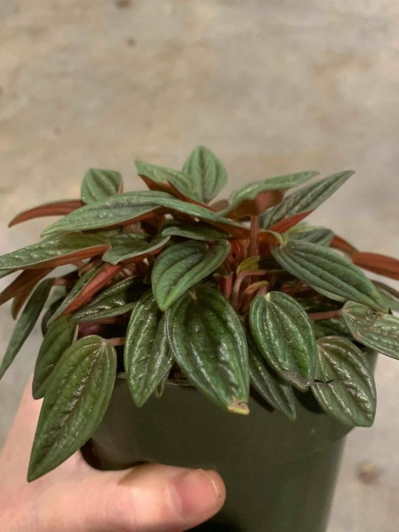 Peperomia ‘Rosso’