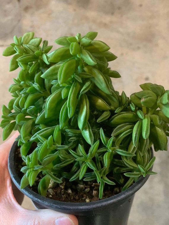 Peperomia ‘Nevada Taco Leaf’