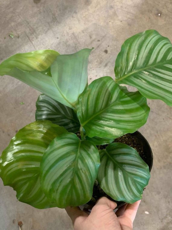 Calathea Orbifolia