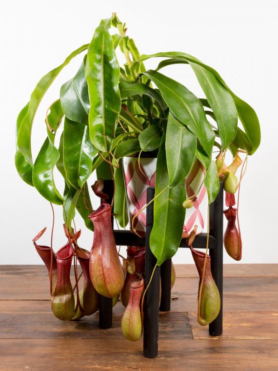 Pitcher Plant