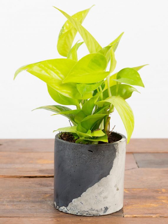 Pothos ‘Neon’