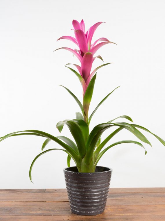 Bromeliad – Pink flowering