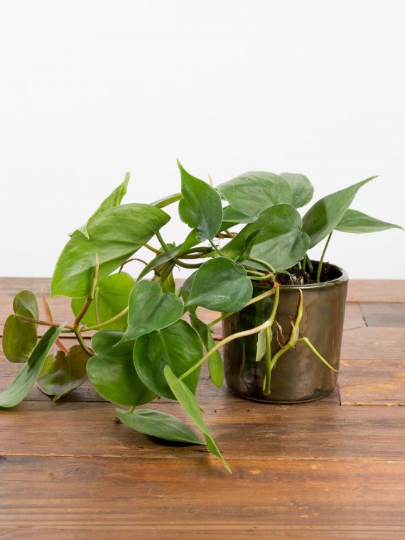 Pothos ‘Heart Leaf Philodendron’