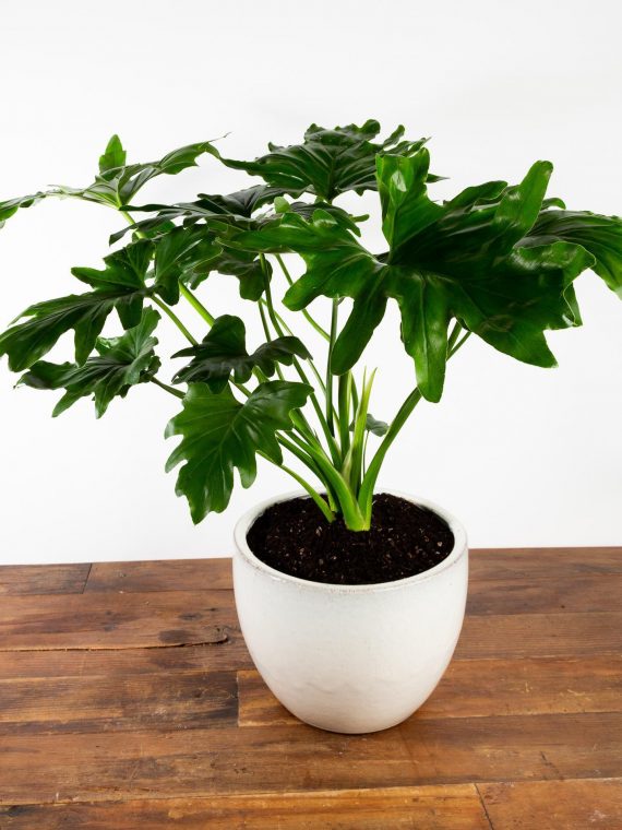 Philodendron ‘Hope’