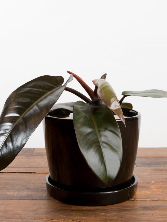 Philodendron ‘Black Cardinal’