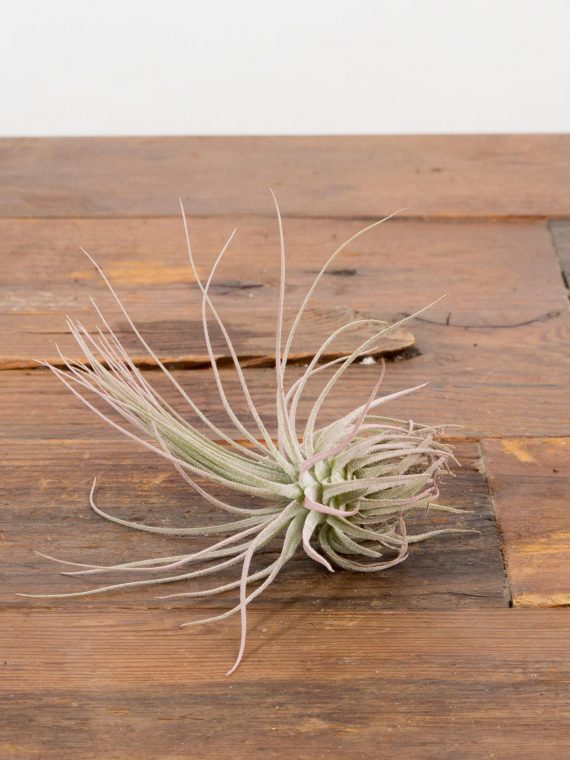 Air Plant Magnusiana Pink