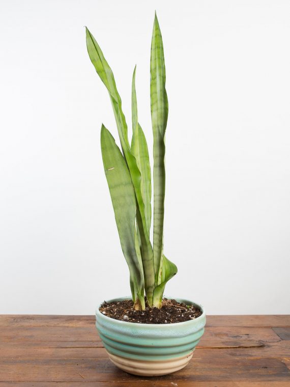 Snake Plant ‘Moonshine’