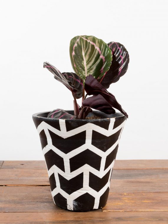 Calathea Roseopicta ‘Dottie’