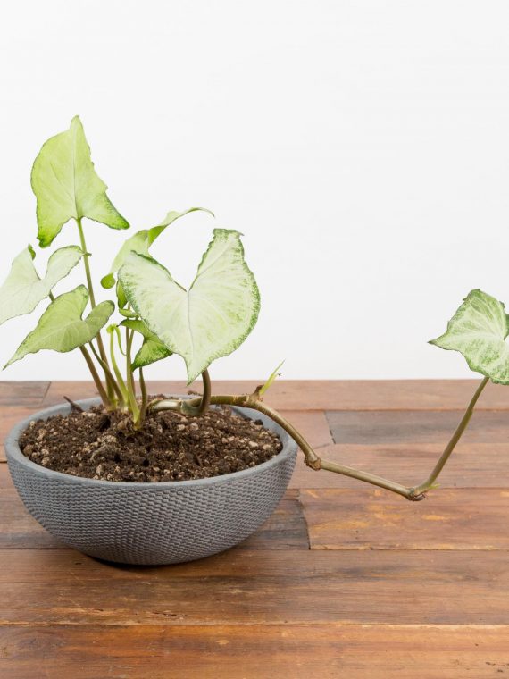 Arrowhead Vine ‘White Butterfly’