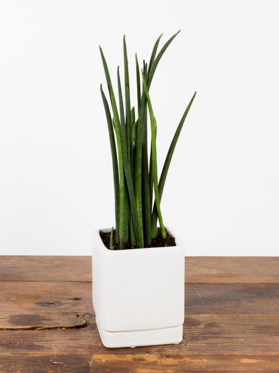 Snake Plant ‘Pencil’