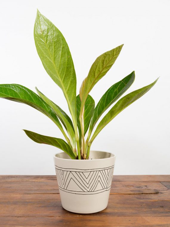 Bird’s Nest Anthurium