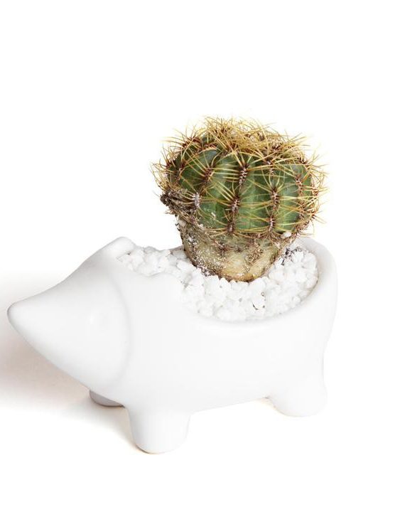 Hedgehog Mini Planter