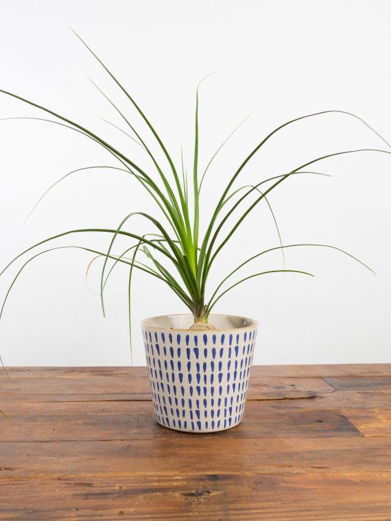 Ponytail Palm