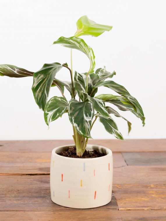 Calathea Lietzei ‘White Fusion’