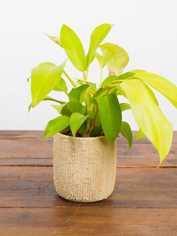 Lemon Lime Philodendron