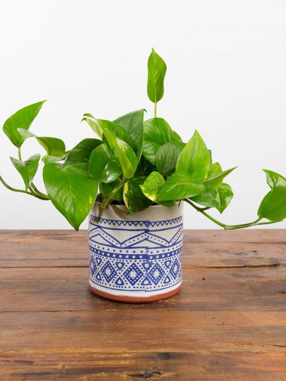 Golden Pothos