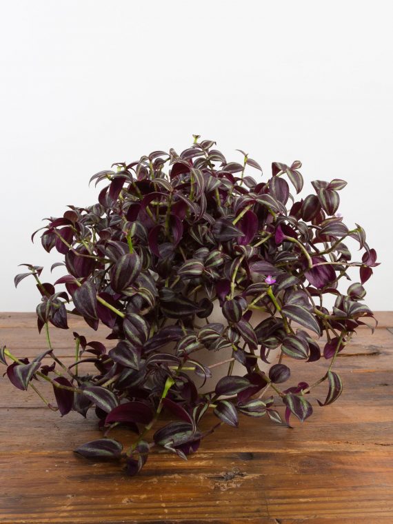 Inch Plant (Wandering Jew) ‘Purple’