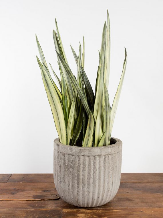 White Stripe Snake Plant