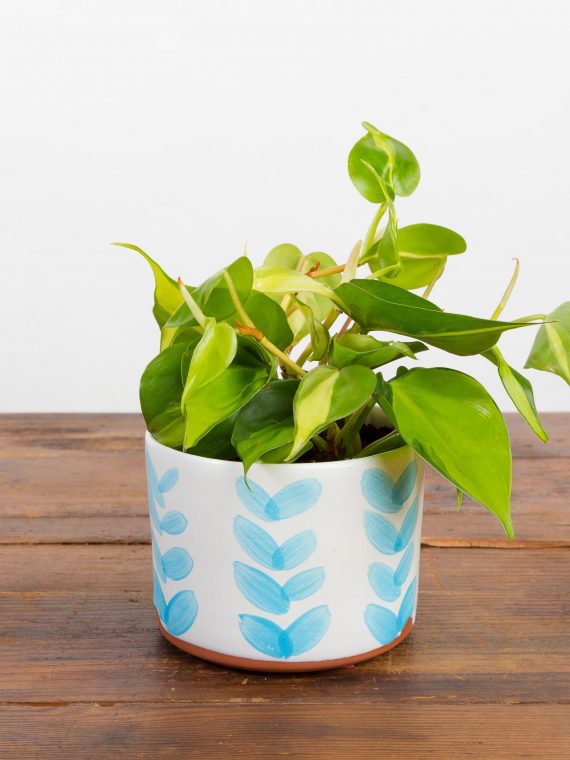 Pothos ‘Brasil’