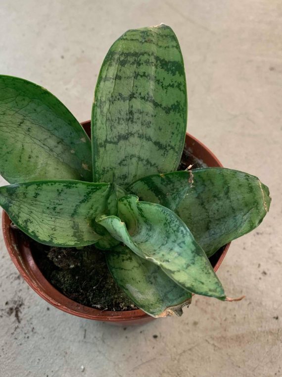 Snake Plant ‘Zeylanica’