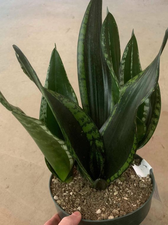 Snake Plant ‘Whitney’