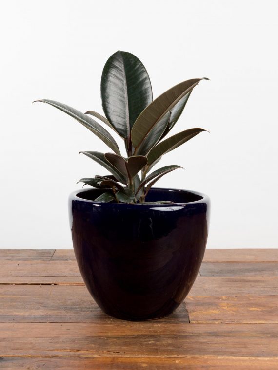 Burgundy Rubber Tree