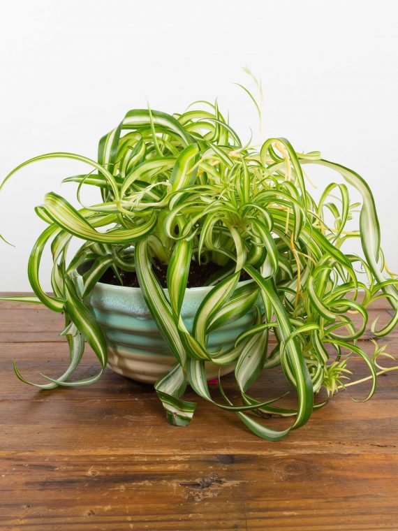 Spider Plant ‘Variegated Curly’