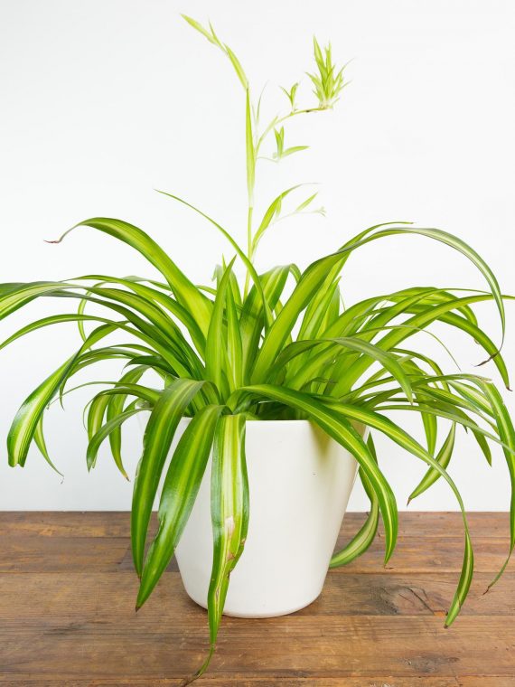 Spider Plant