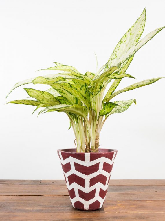 Dieffenbachia ‘Star Bright’