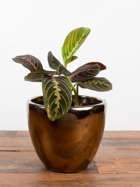 Prayer Plant ‘Red Veined’