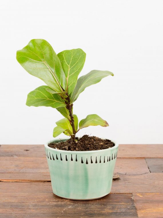 Fiddle Leaf Fig