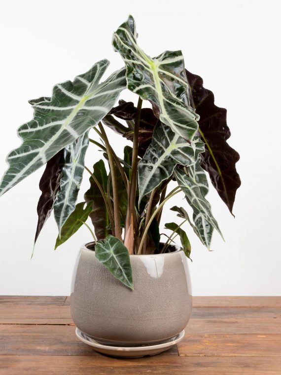 Alocasia ‘Polly’