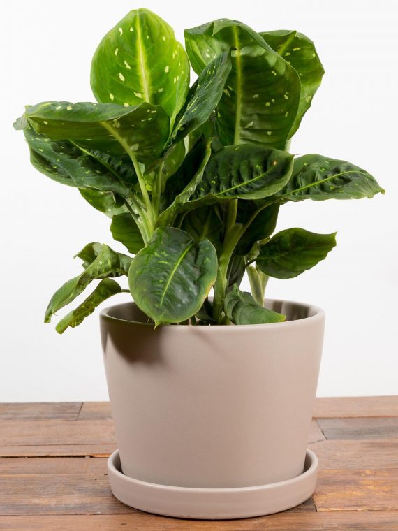 Dieffenbachia ‘Reflector’