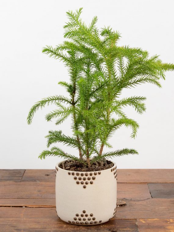 Norfolk Island Pine