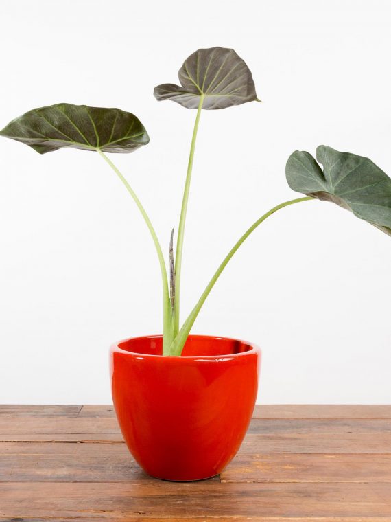 Regal Shield Alocasia