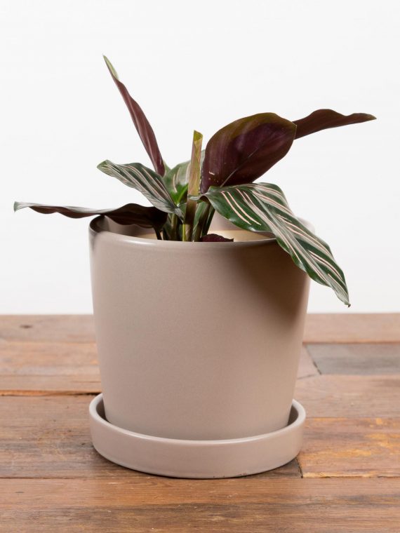 Tapered Cylinder Planter With Saucer