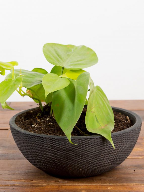 Pothos ‘Lemon Lime’