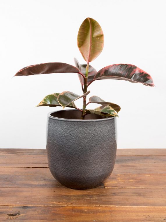 Tineke Rosa Rubber Tree