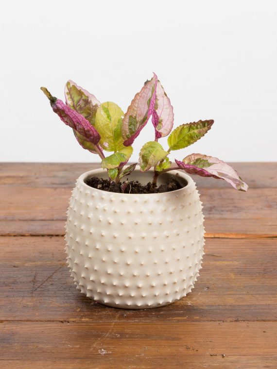 Waffle Plant – Variegated