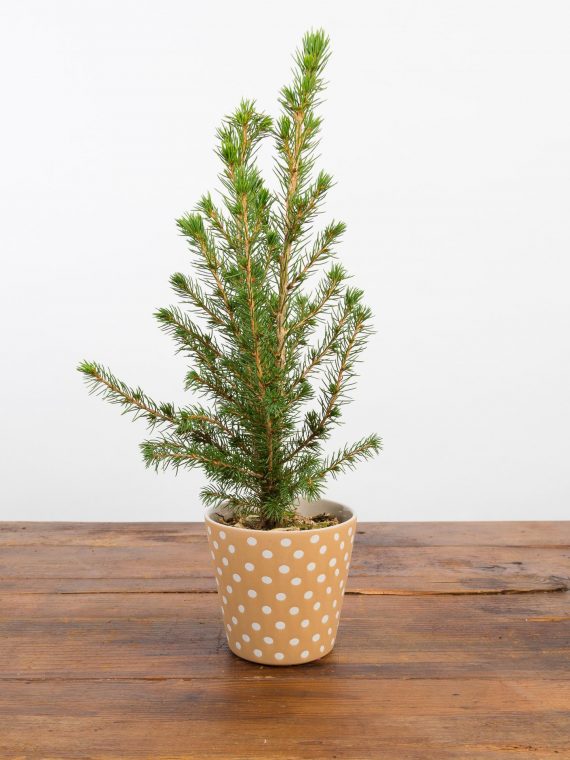 White Spruce