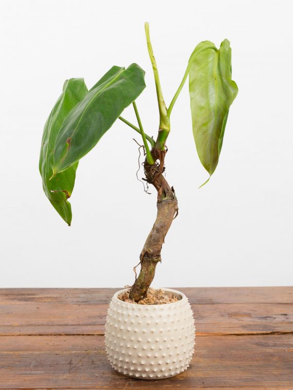 Philodendron verrucosum