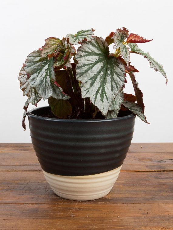 Begonia ‘Looking Glass’